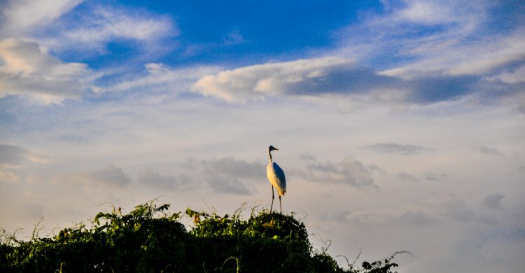 uccello solitario rio magdalena denanni fotografia