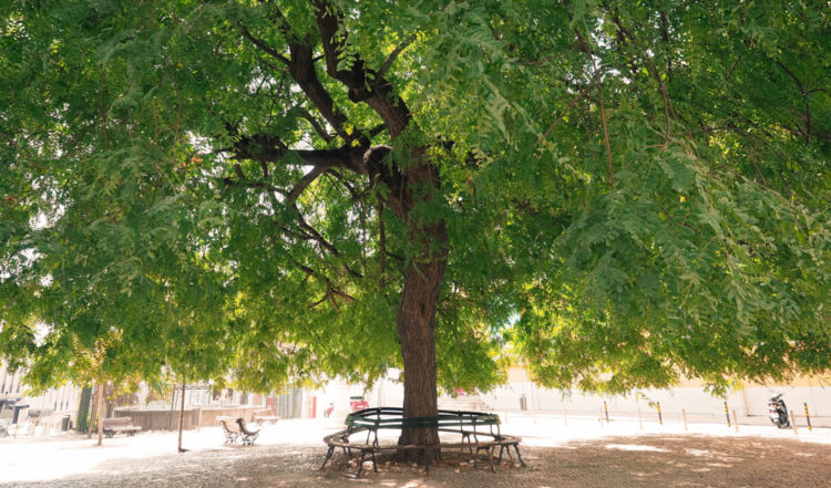 Cristiano Denanni fotografia sotto l'albero al Chiado a Lisbona